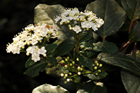 Viburnum tinus